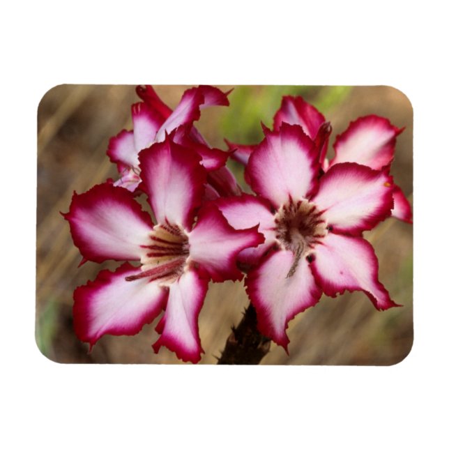 Impala Lily (Adenium Multiflorum), Kruger Magnet (Horizontal)