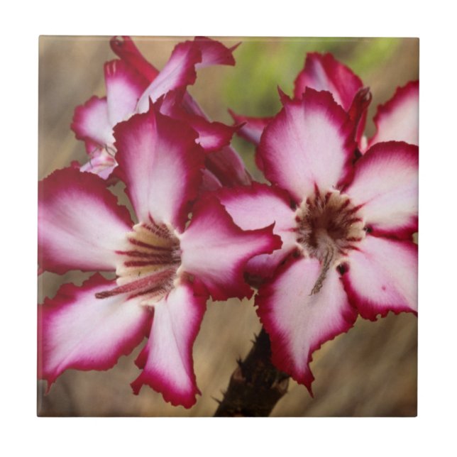 Impala Lily (Adenium Multiflorum), Kruger Tile (Front)