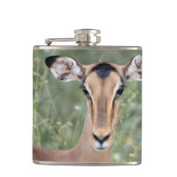 Impala Portrait