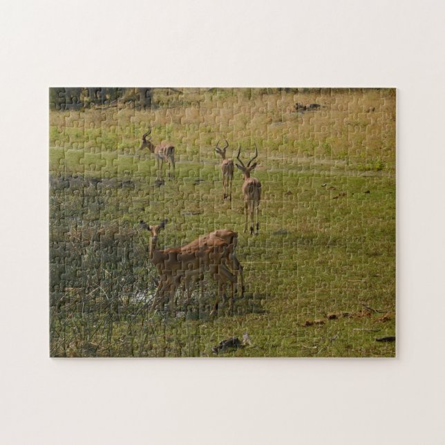 Impalas At A Watering Hole, Botswana. Puzzle (Horizontal)