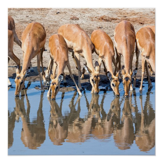 Impalas at the waterhole poster (Front)