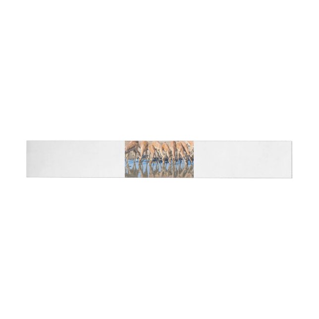 Impalas at the waterhole wrap around label (Individual)