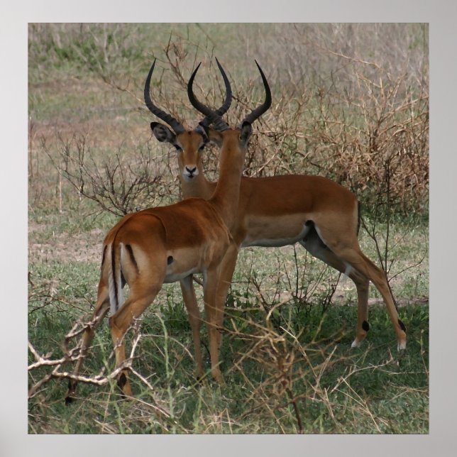 Impalas on the Serengeti - Print (Front)