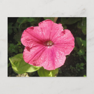 Impatiens Dark Pink Flower Postcard