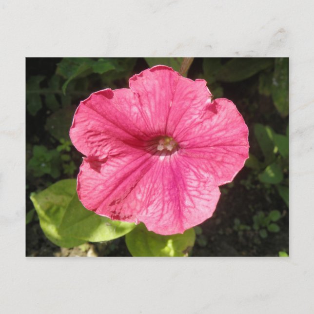 Impatiens Dark Pink Flower Postcard (Front)