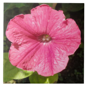 Impatiens Dark Pink Tile