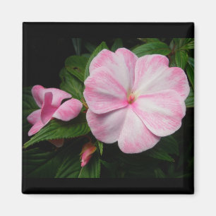 Impatiens Pink White Magnet