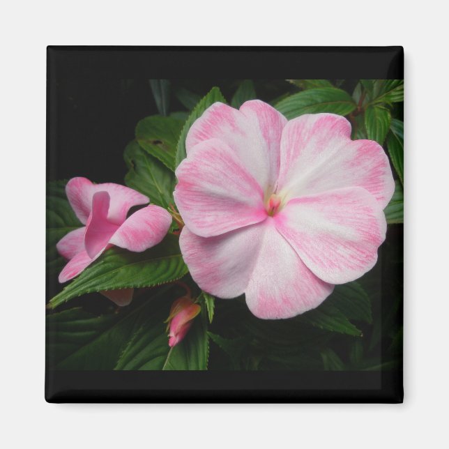 Impatiens Pink White Magnet (Front)