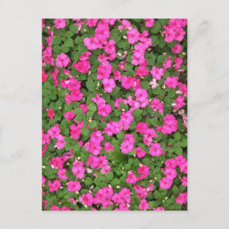 Impatiens Postcard