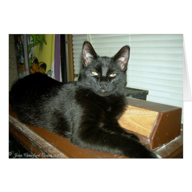 Imperial kitty (Front Horizontal)