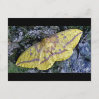 Imperial Moth postcard.