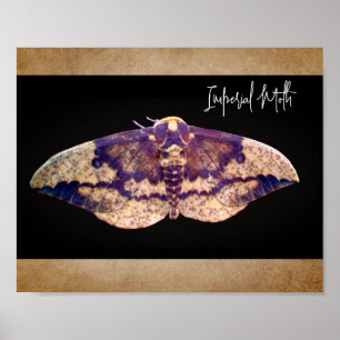 Imperial Moth  Poster