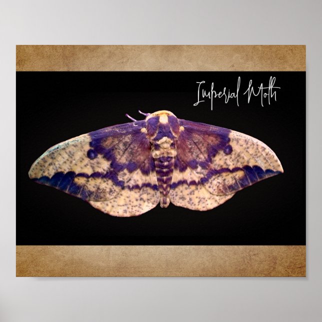 Imperial Moth  Poster (Front)