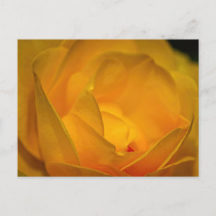 Impressionist Yellow Rose Petals  Postcard
