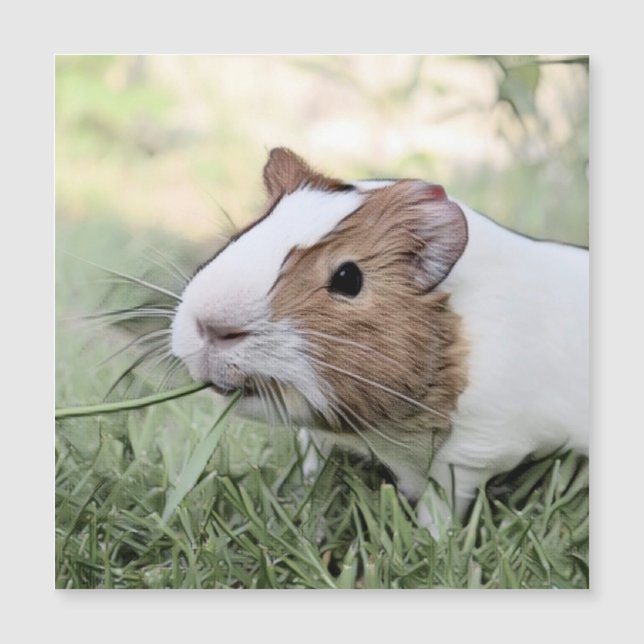 impressive animal -Guinea pig (Front)