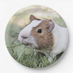 impressive animal -Guinea pig Paper Plate