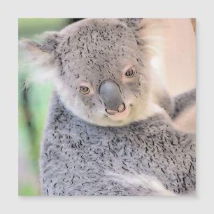 Impressive Animal - Koala