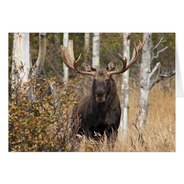 Impressive Bull Moose (Front Horizontal)