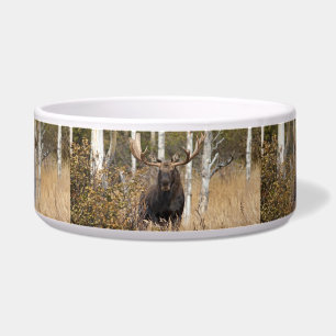Impressive Bull Moose