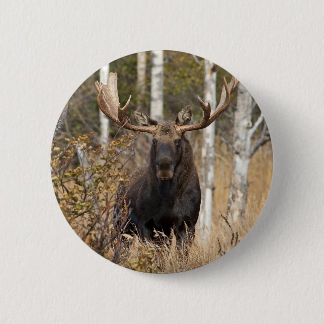 Impressive Bull Moose 6 Cm Round Badge (Front)