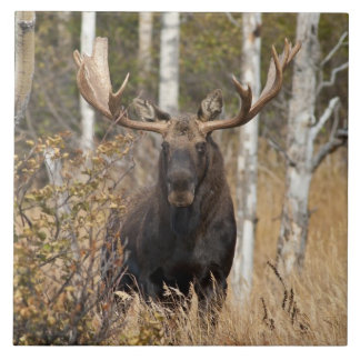 Impressive Bull Moose Ceramic Tile