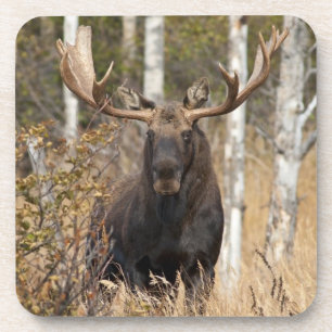 Impressive Bull Moose Coaster