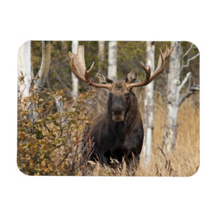 Impressive Bull Moose Magnet