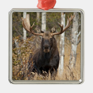 Impressive Bull Moose Metal Ornament