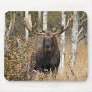 Impressive Bull Moose Mouse Pad
