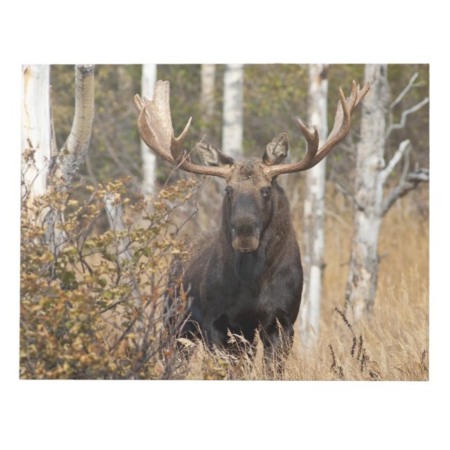 Impressive Bull Moose Notepad (Front)