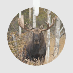 Impressive Bull Moose Ornament