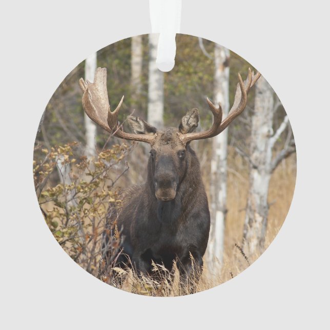 Impressive Bull Moose Ornament (Back)