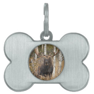 Impressive Bull Moose Pet ID Tag