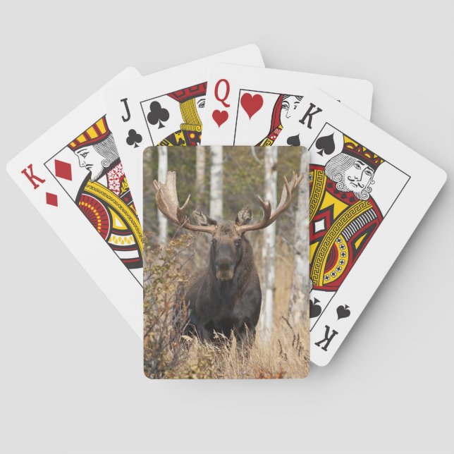 Impressive Bull Moose Playing Cards (Back)