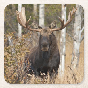 Impressive Bull Moose Square Paper Coaster