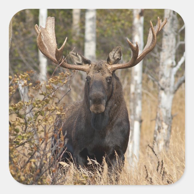 Impressive Bull Moose Square Sticker (Front)