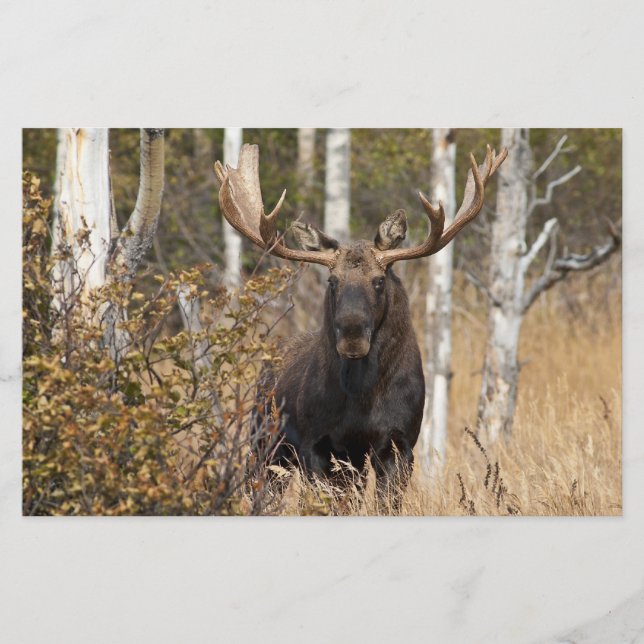 Impressive Bull Moose Stationery (Front)