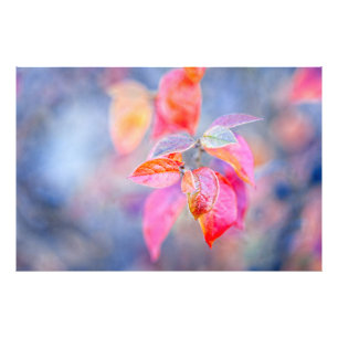 Impressive Cotoneaster Leaves Photo Print