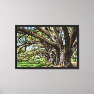 Impressive Live Oak Trees of Louisiana Canvas Print