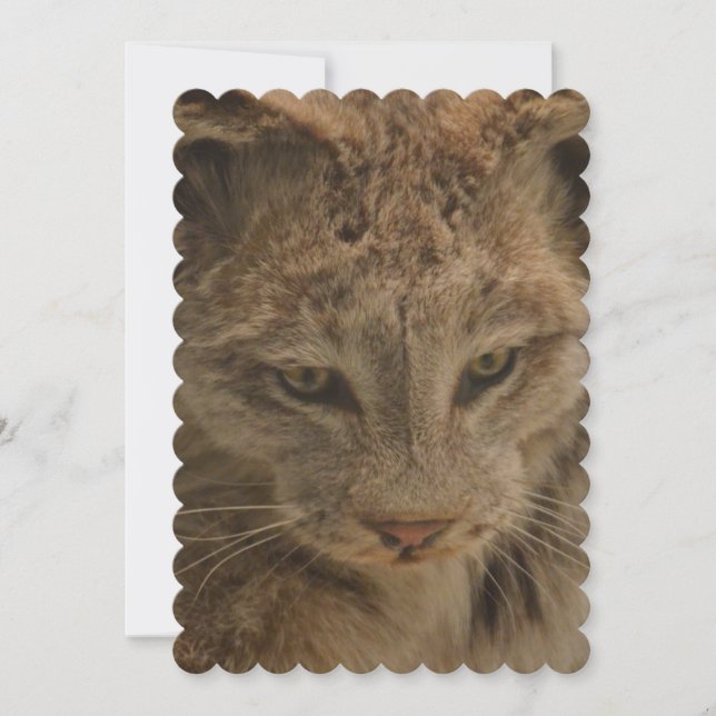 Impressive Lynx Invitation (Front)