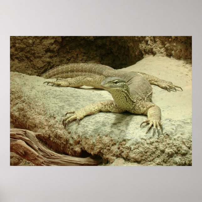 Impressive Sand goanna Poster (Front)