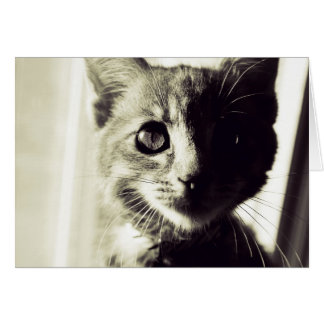 In Broad Black and White Daylight