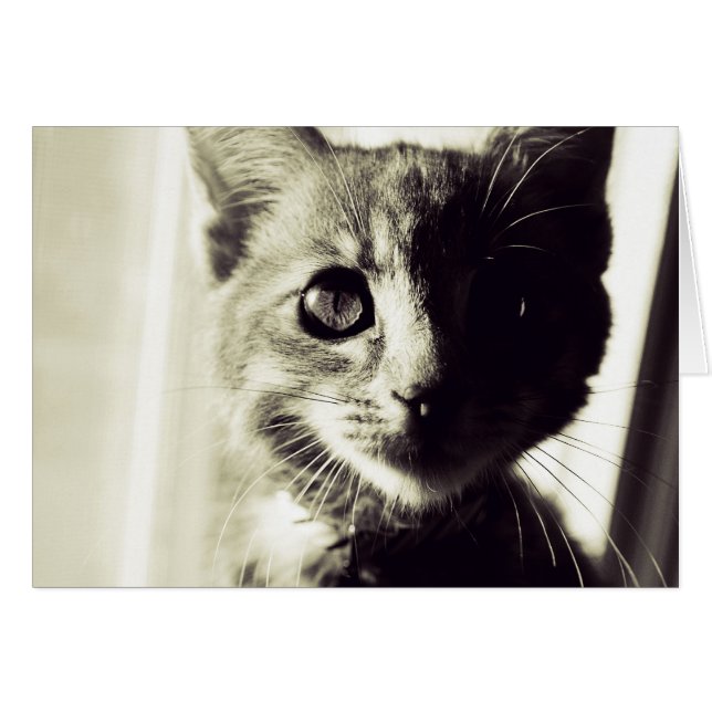 In Broad Black and White Daylight (Front Horizontal)