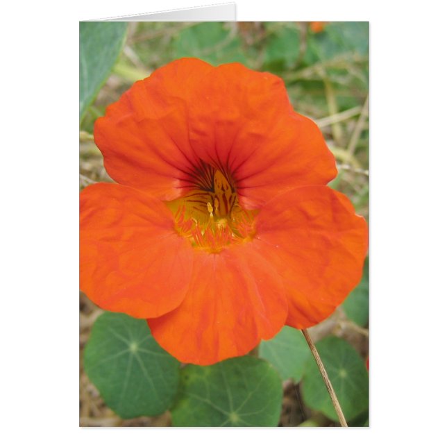 In Flander's Fields (Front)