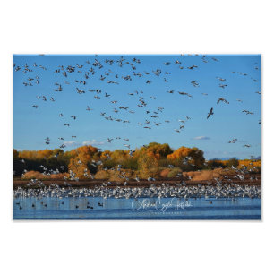 In Flight Photo Print