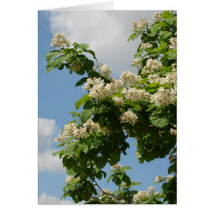In Full Bloom