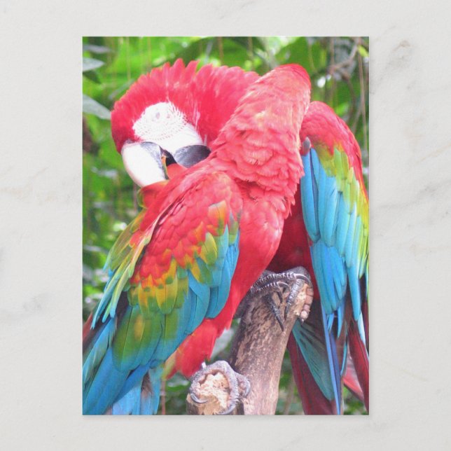 In love Parrots Postcard (Front)