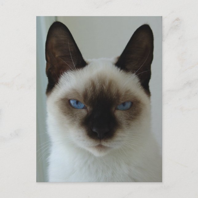 In Memory of Mushu Postcard (Front)