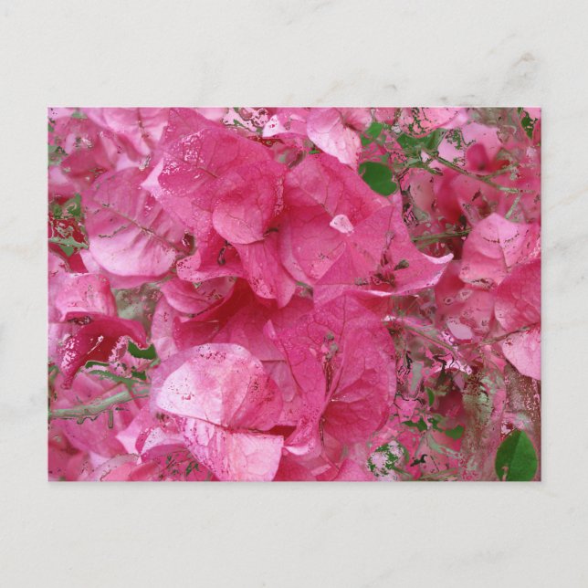In Pink Calendar -2012 Postcard (Front)