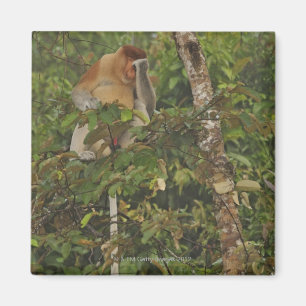 in rain forest, Borneo Island, Malaysia Magnet